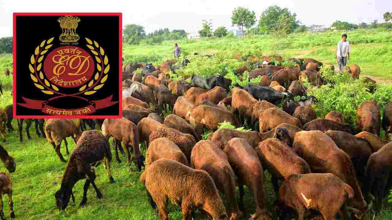Sheep Scam in telangana
